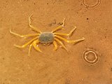 00396-2397 Blind Crab in Fruitbat Cave - Photo by Garry K Smith